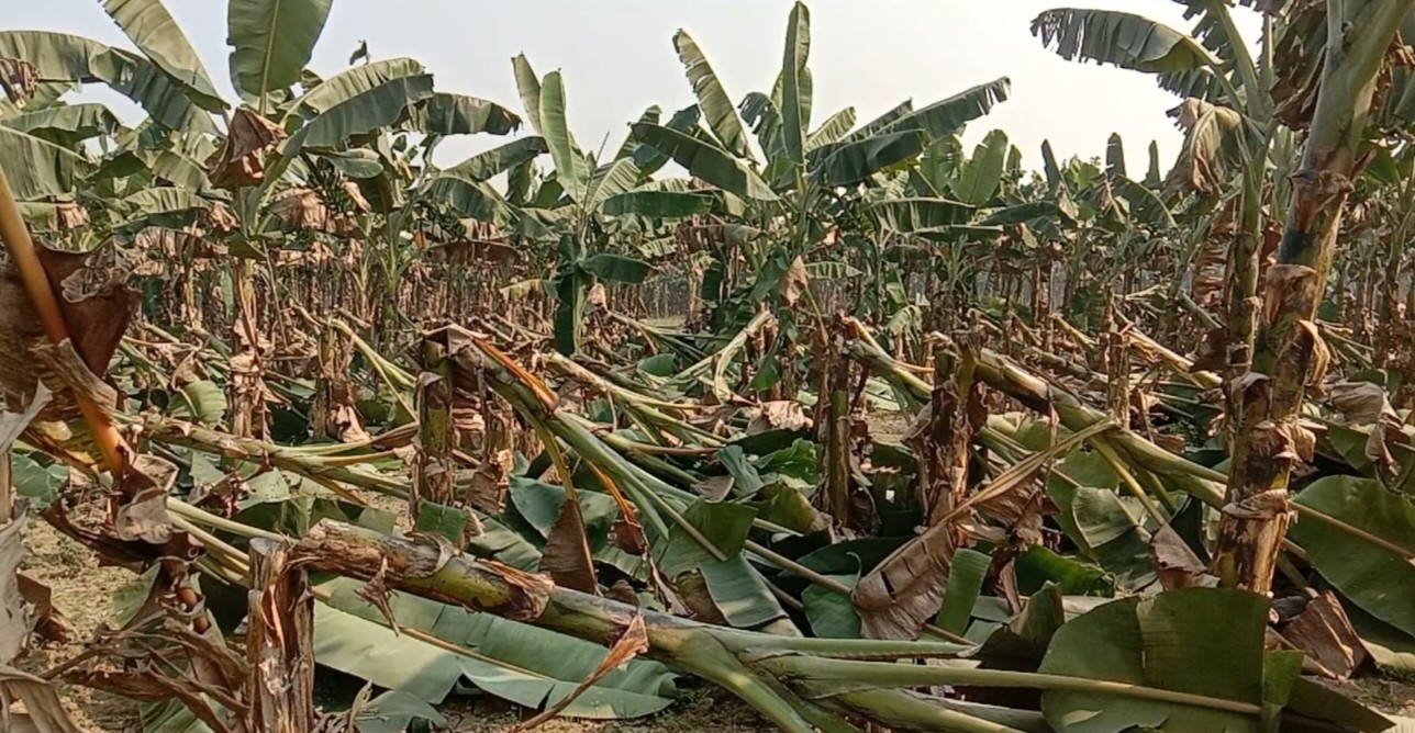 ঝিনাইদহে দুর্বৃত্তদের হাতে কৃষকের ৬’শ কলাগাছ কাটা পড়লো